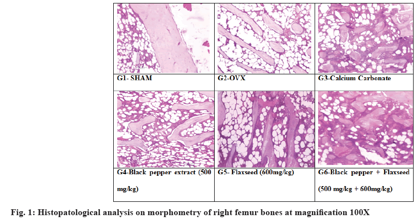 IJPS-Histopatological