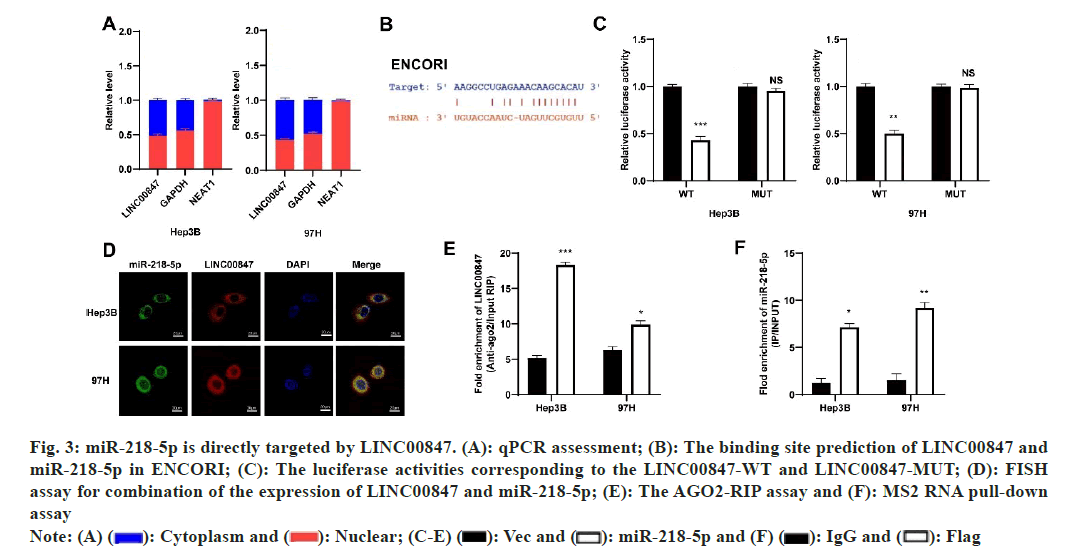 IJPS-LINC00847