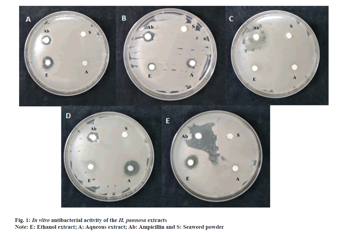 IJPS-ampicillin