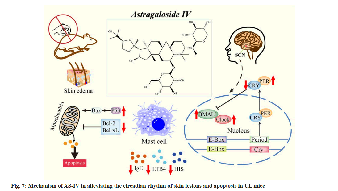 IJPS-circadian-rhythm