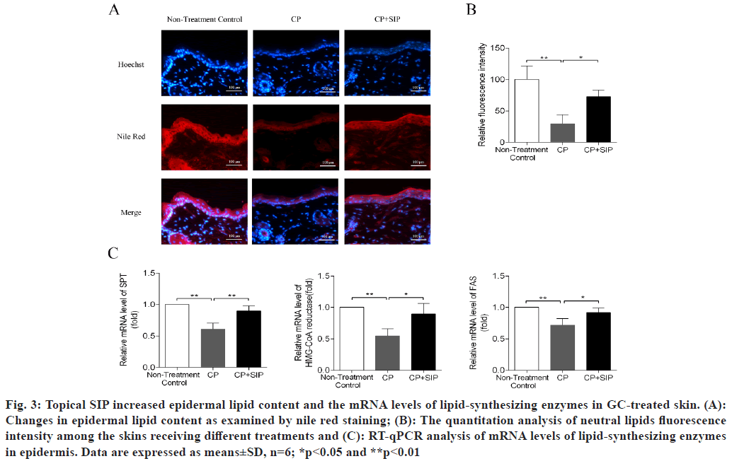 IJPS-epidermis