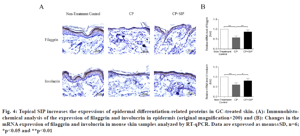 IJPS-involucrin