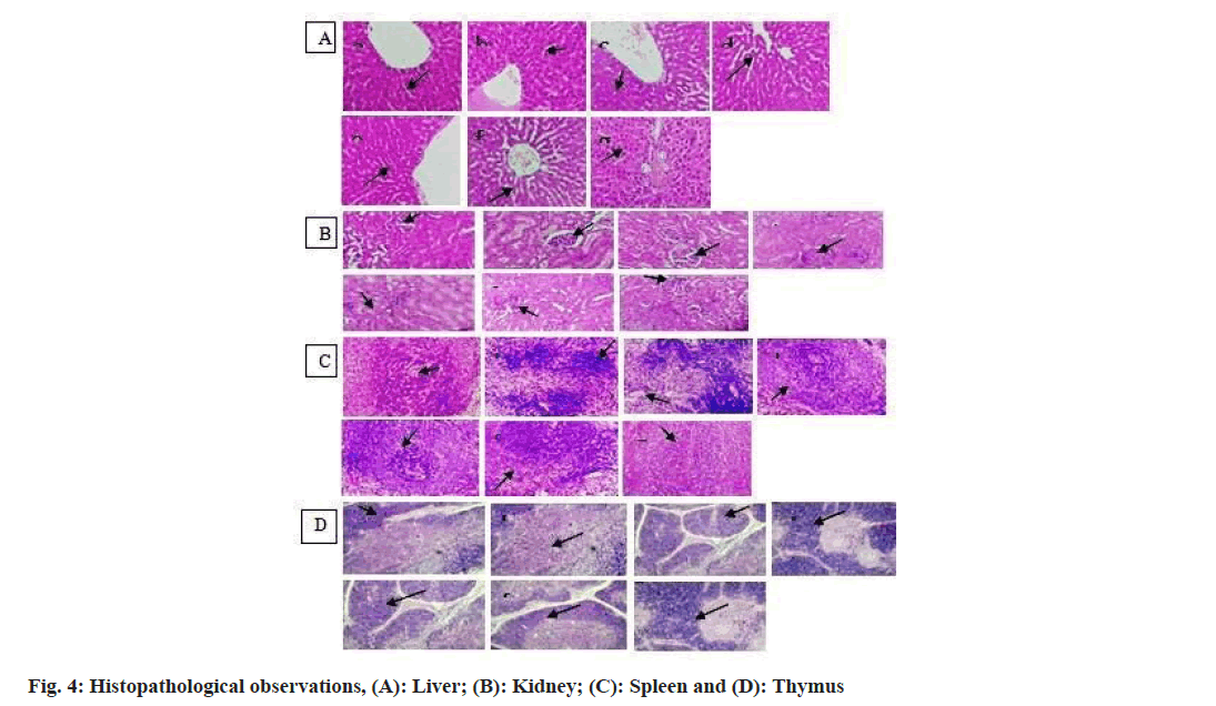 IJPS-liver