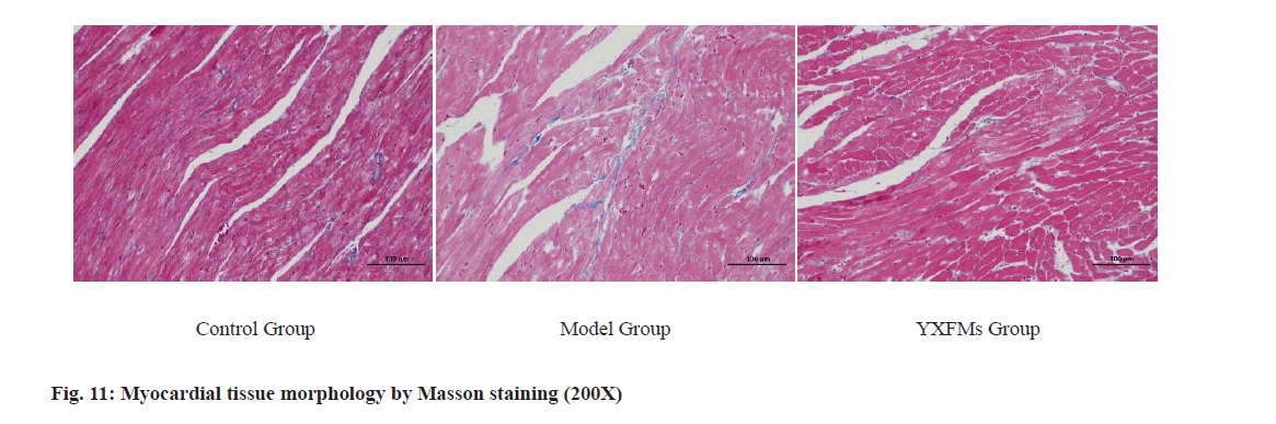 IJPS-morphology