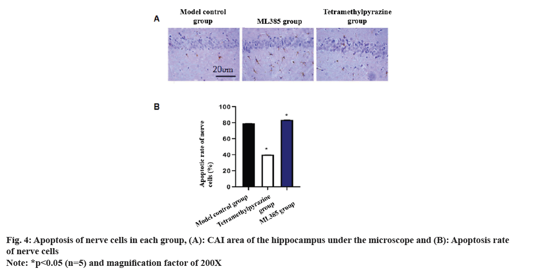 IJPS-nerve-cells