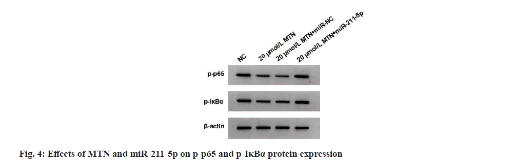 IJPS-protein-expression