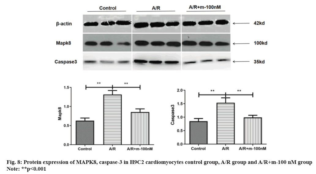 IJPS-protein-expression