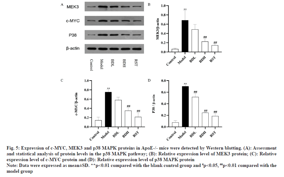 IJPS-proteins