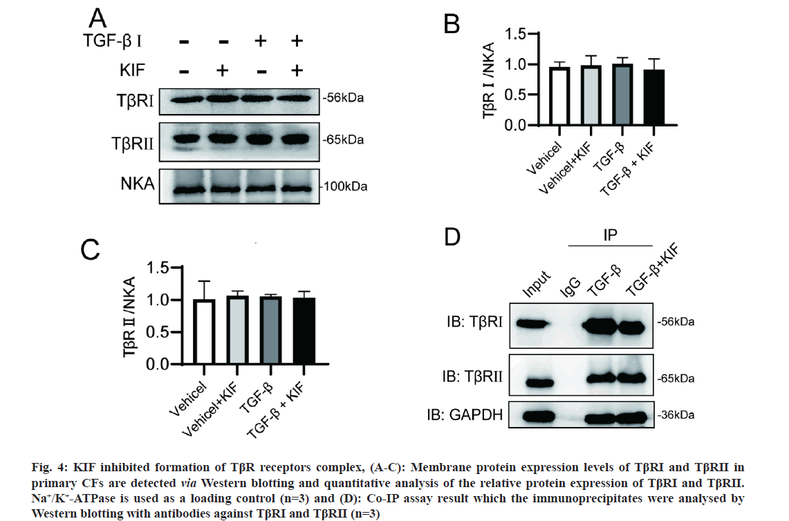 IJPS-receptors