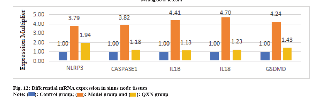 IJPS-sinus-node