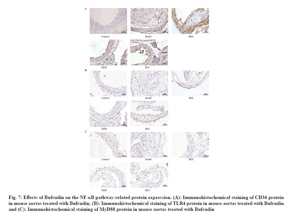 IJPS-staining