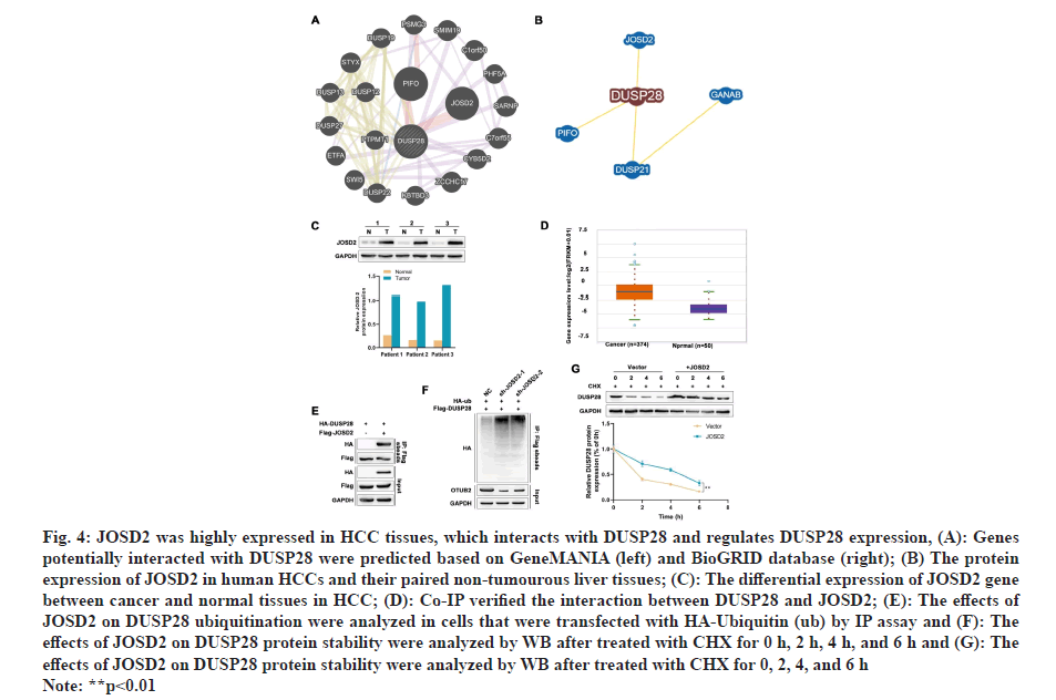 IJPS-tissues