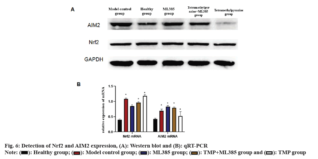 IJPS-western-blot