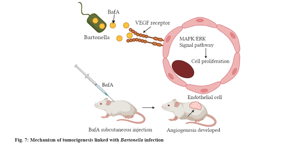 Bartonella