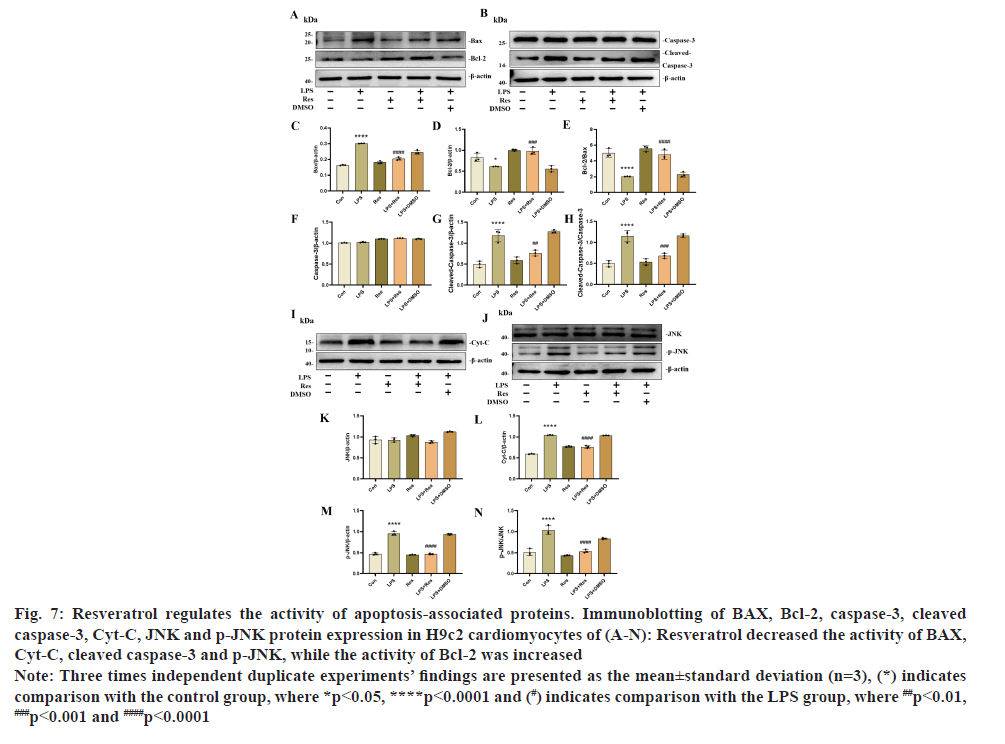 Immunoblotting