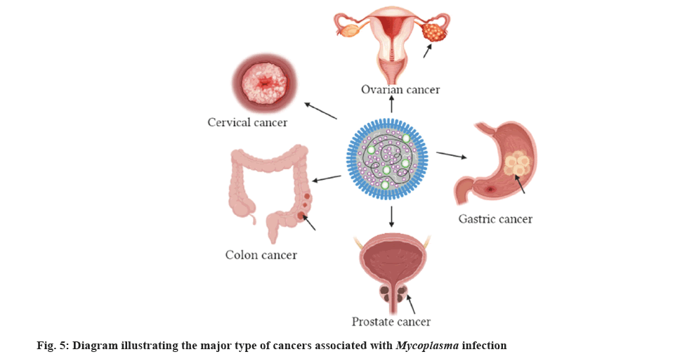 Mycoplasma