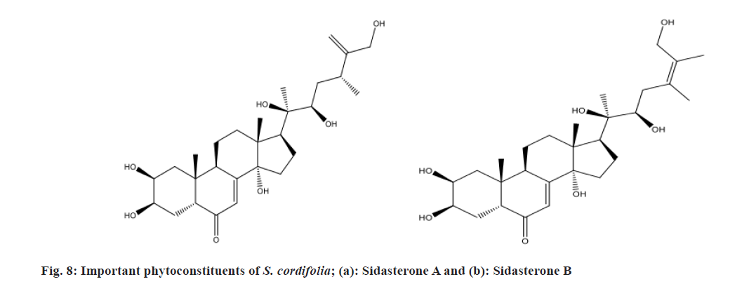 cordifolia