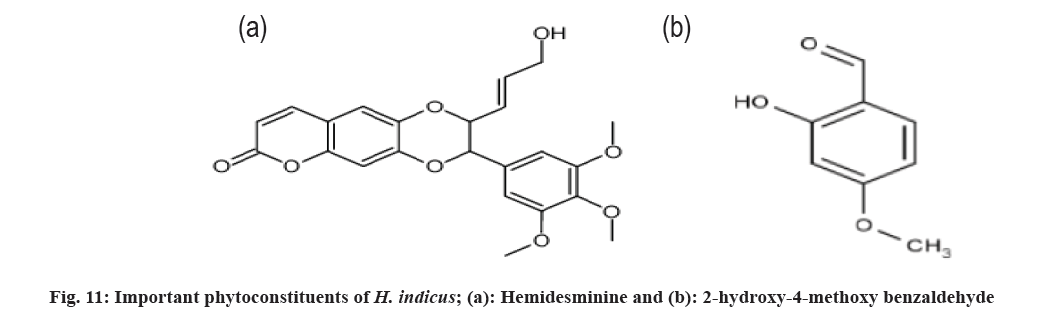 indicus