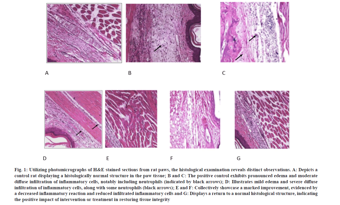 photomicrographs