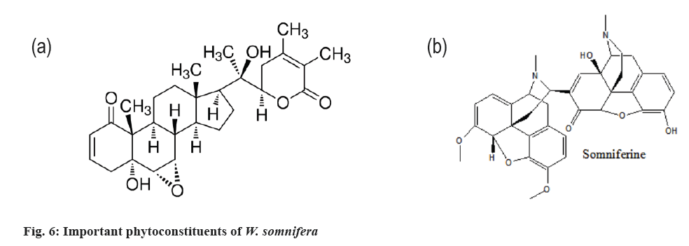 somnifera