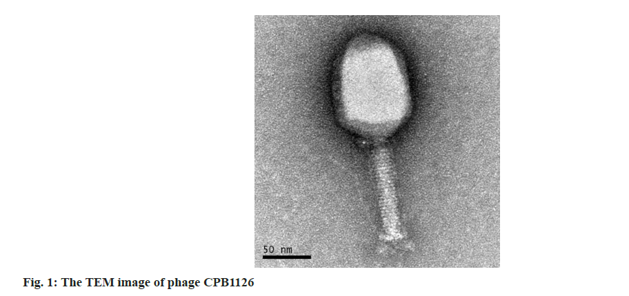 pharmaceutical-sciences-phage